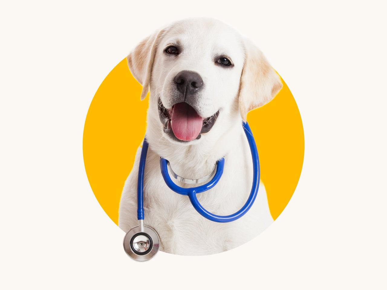 Immagine di un cane felice