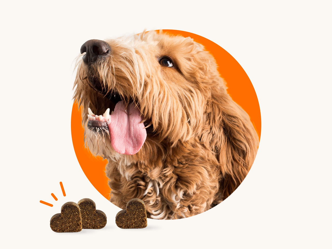 Immagine di un cane con la lingua penzoloni