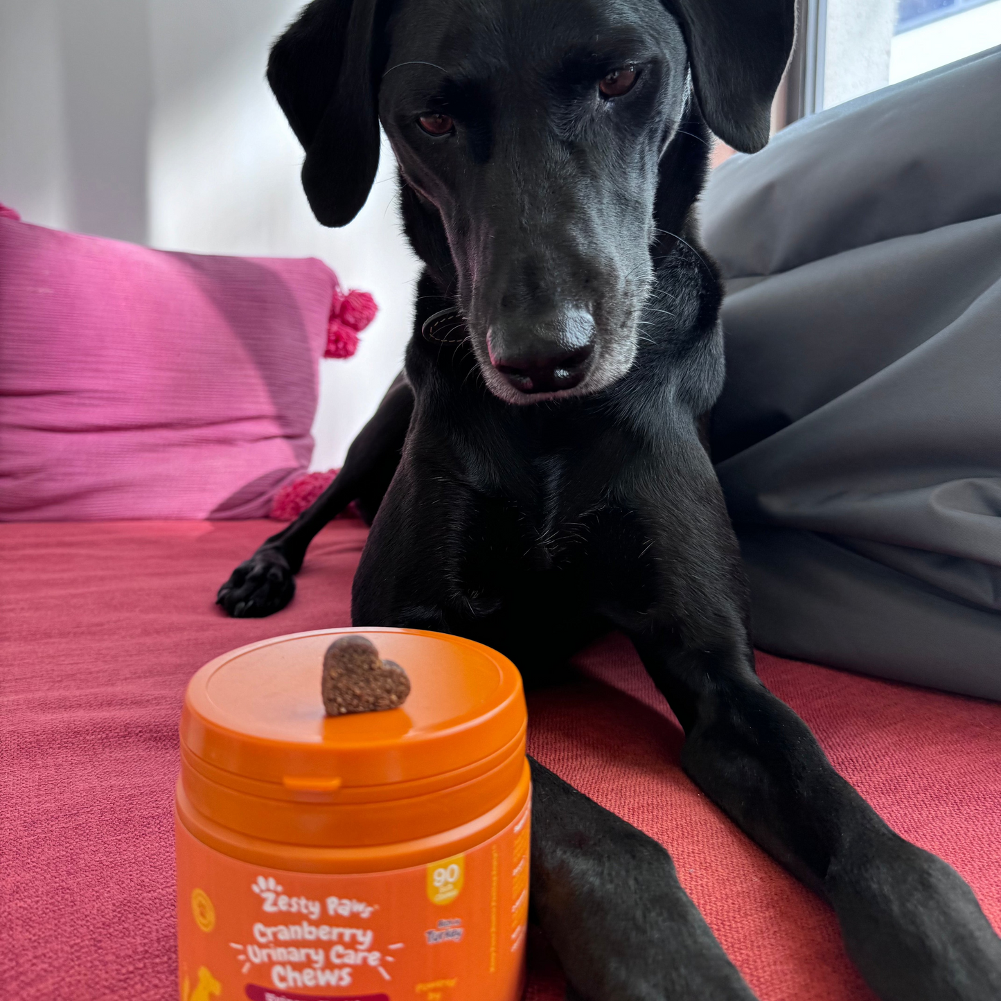 Zesty Paws Cranberry Urinary Chews