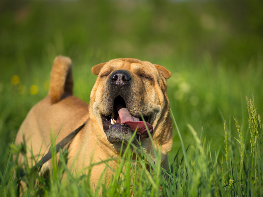 Best Ways to Help Your Dog's Allergies