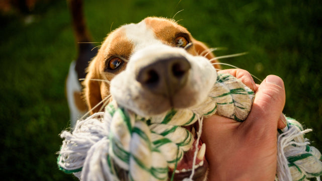 Dog