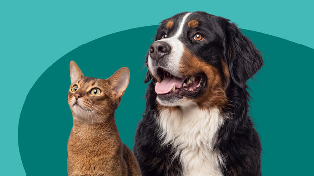 Calming Supplements for Cats & Dogs