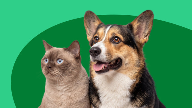Digestive Care Supplements for Dogs and Cats