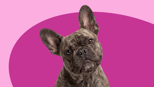 Joints & Mobility Supplements for Dogs