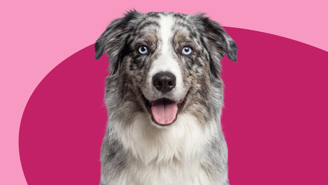 Skin and Coat Supplements for Dogs