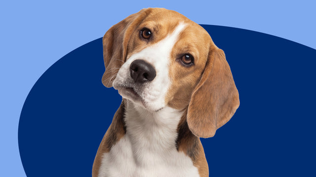 Multivitamins for Dogs