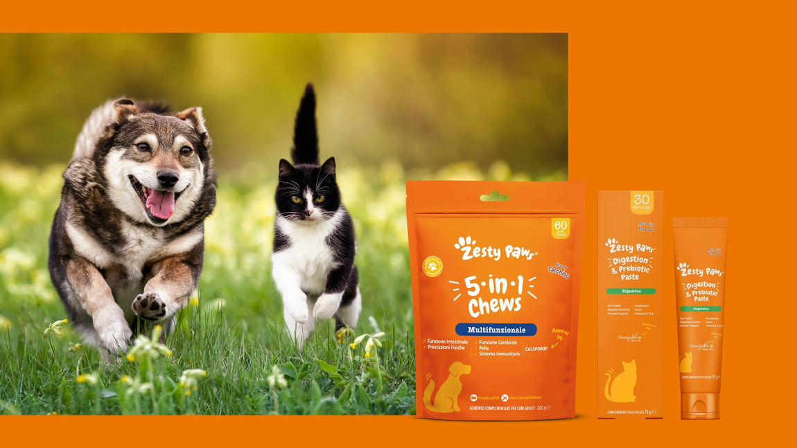 Immagine raffigurante un cane e un gatto e due prodotti Zesty Paws