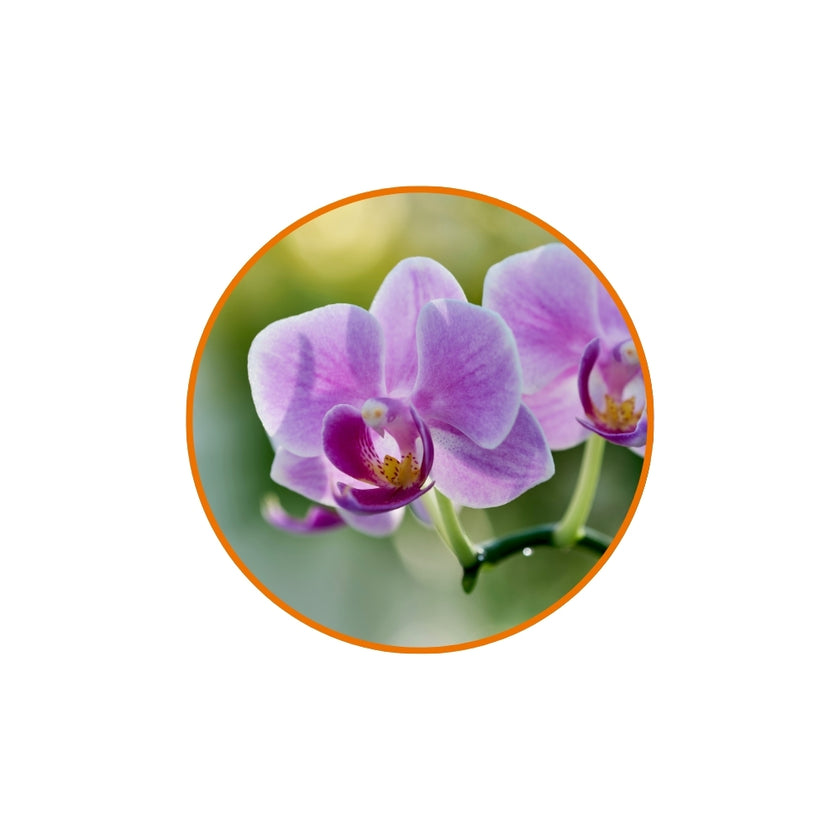 Fragranza Orchidea