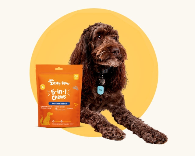 Immagine raffigurante un cane e un prodotto Zesty Paws