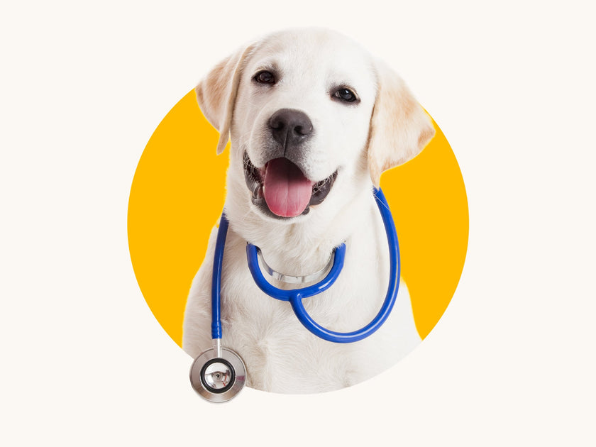 Immagine di un cane felice